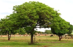 mango-trees